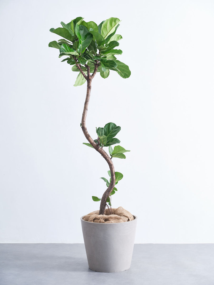 フィカス・リラータ・バンビーノ | 観葉植物の通販 AND PLANTS (アンド