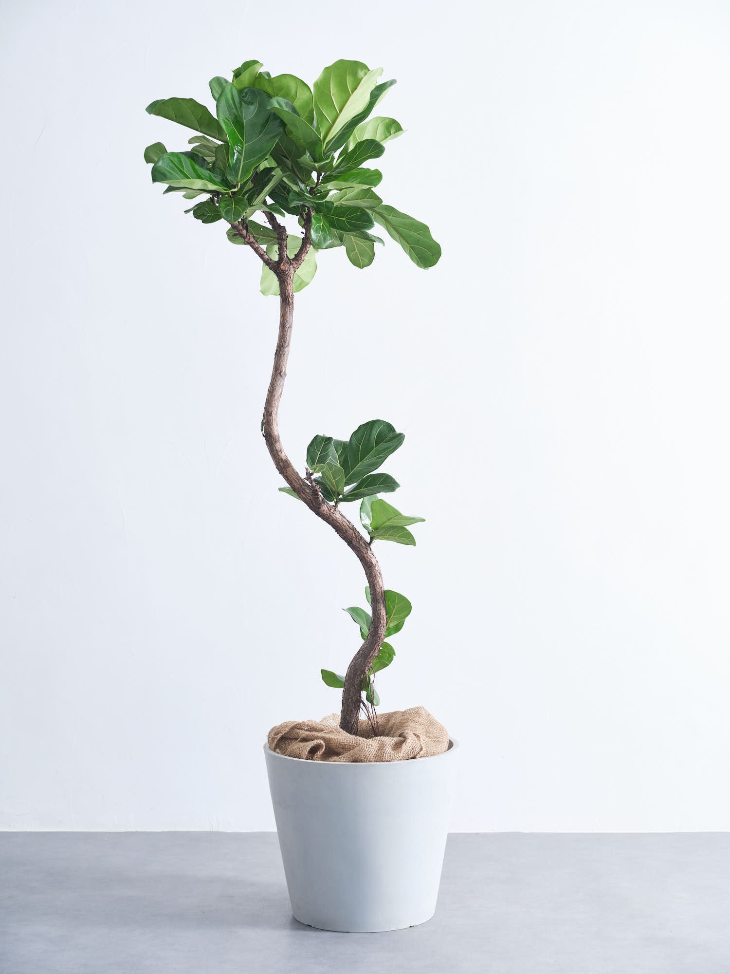 フィカス　リラータ　送料無料 フィカス・リラータ・バンビーノ まがり XL | 観葉植物の通販 AND