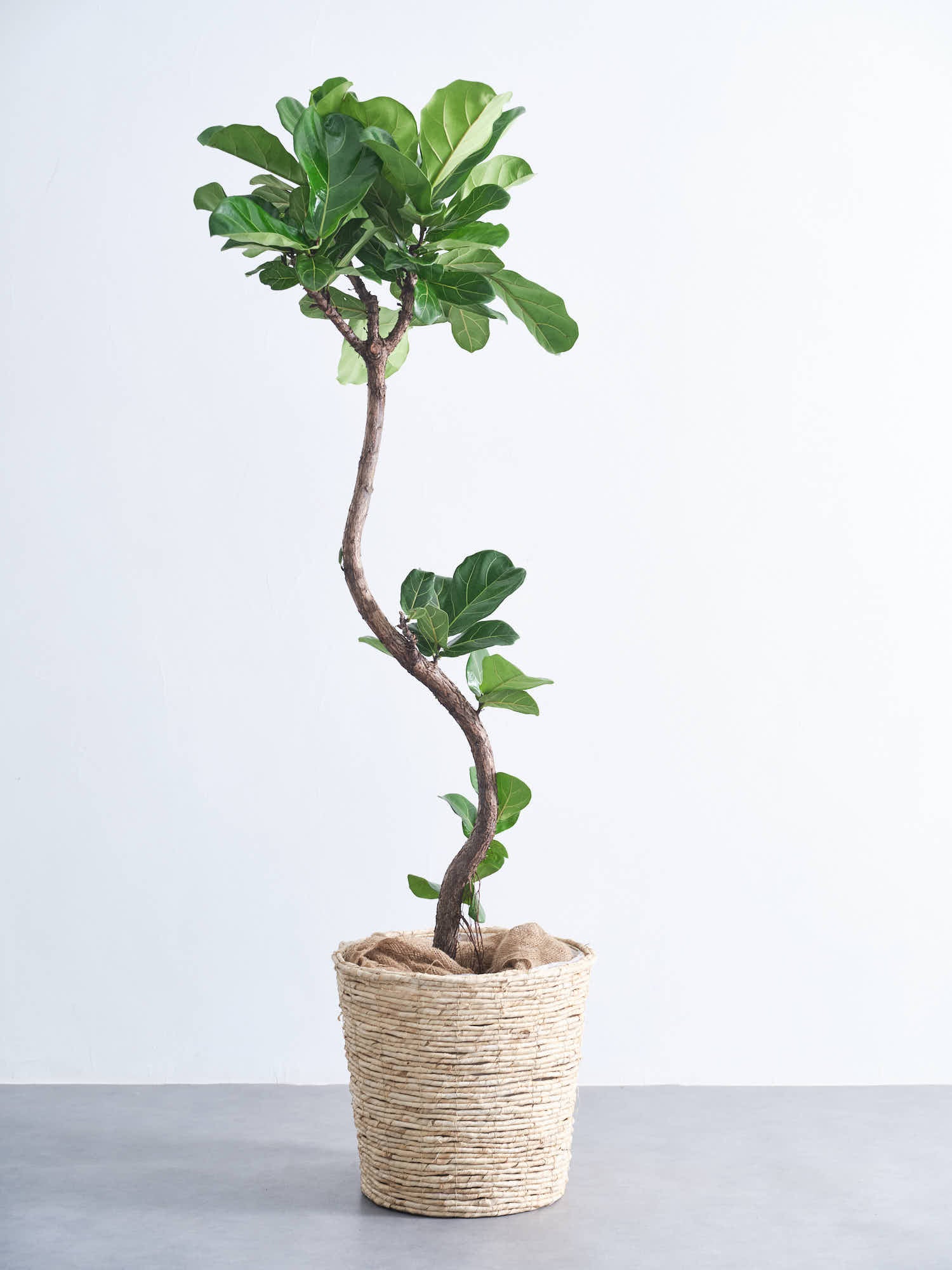 フィカス・リラータ・バンビーノ まがり XL (バナナリーフバスケット ナチュラル)