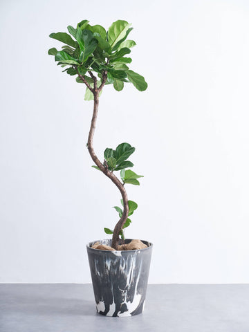 フィカス・リラータ・バンビーノ まがり XL  (樹脂ポット ブラックマーブル)