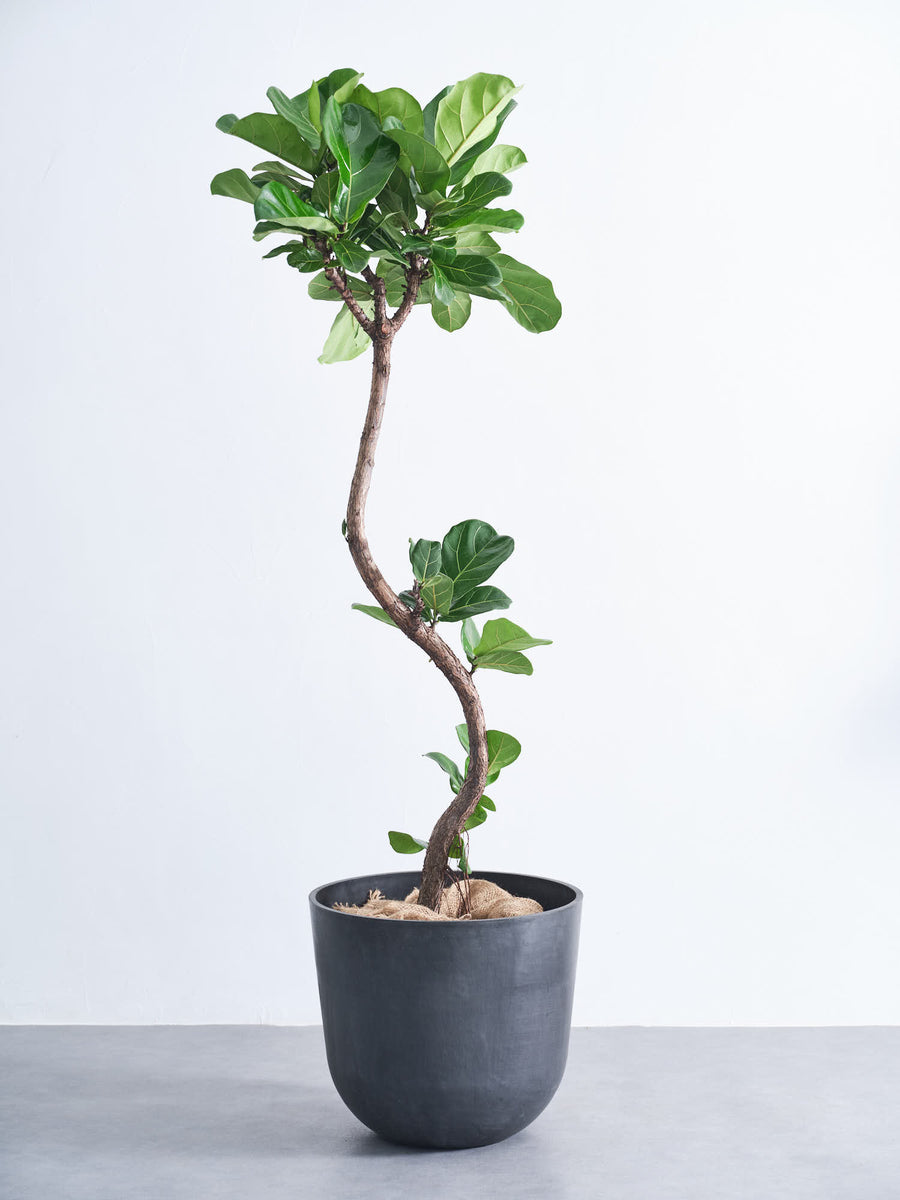 フィカス・リラータ（カシワバゴムノキ） | 観葉植物の通販 AND PLANTS