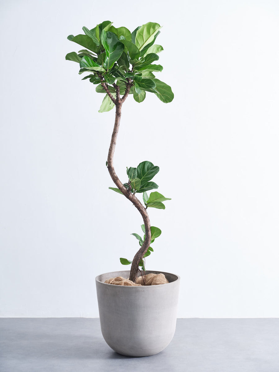 フィカス・リラータ・バンビーノ 15号 | 観葉植物の通販 AND PLANTS