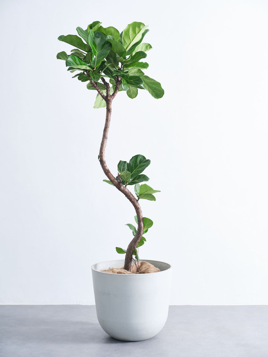 フィカス・リラータ（カシワバゴムノキ） | 観葉植物の通販 AND PLANTS