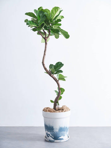 フィカス・リラータ・バンビーノ まがり XL (アーバンプランツポット マーブルミルク)