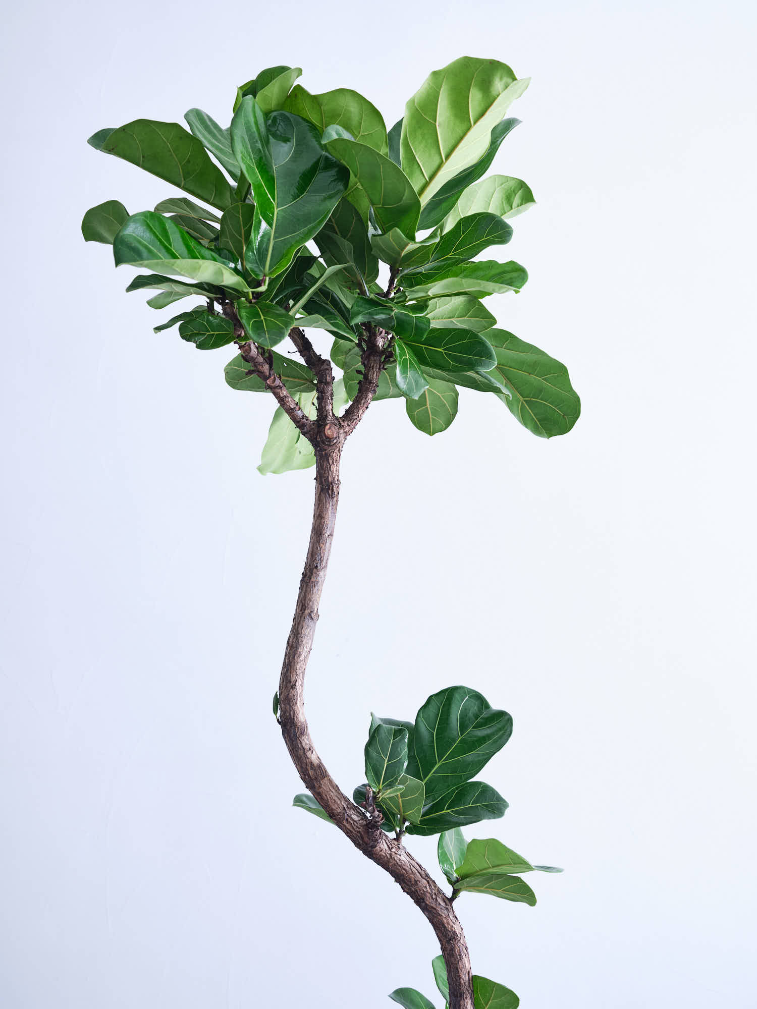 フィカス・リラータ・バンビーノ まがり XL | 観葉植物の通販 AND