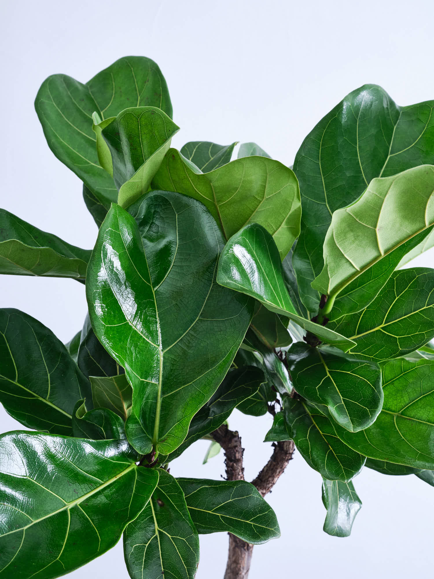 フィカス・リラータ・バンビーノ まがり XL | 観葉植物の通販 AND