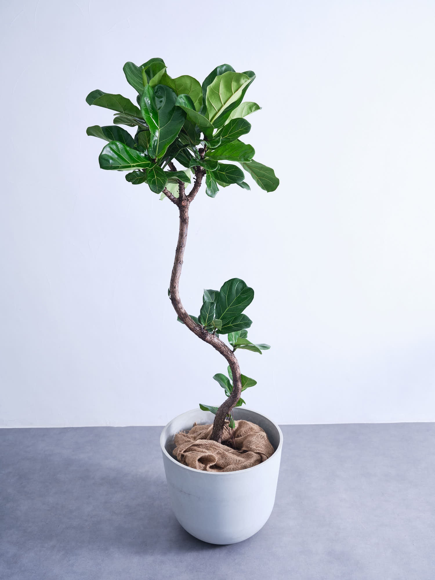 曲がりが個性的・フィカス・リラータA5／無機質用土／丁寧梱包 曲がりが個性的・フィカス・リラータA5／無機質用土／丁寧梱包 - メルカリ