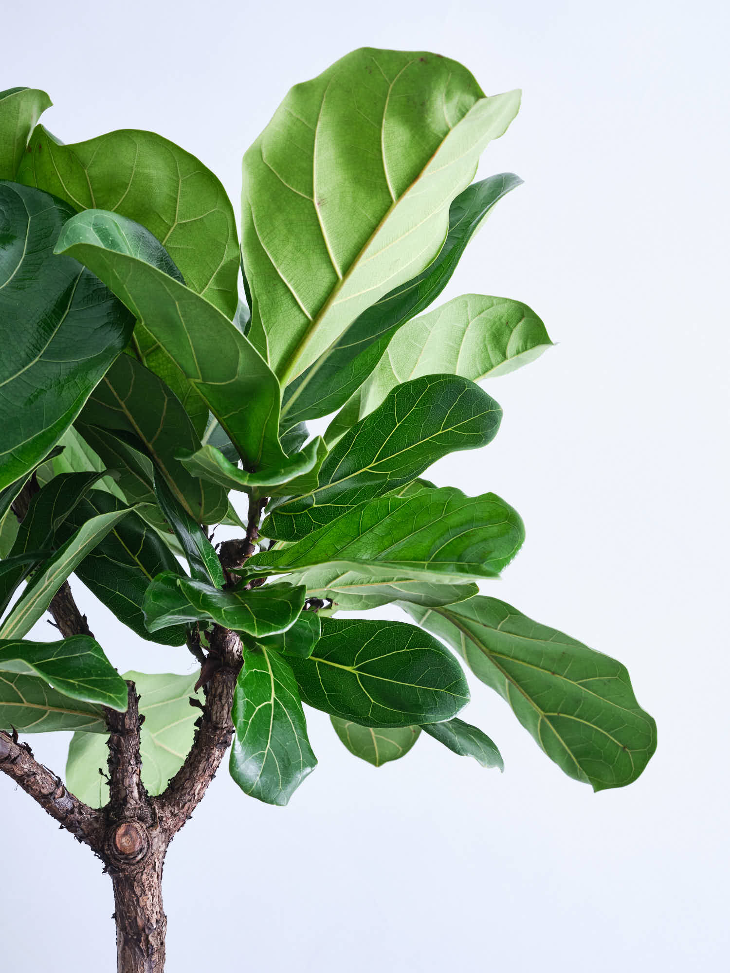 フィカス・リラータ・バンビーノ まがり XL | 観葉植物の通販 AND