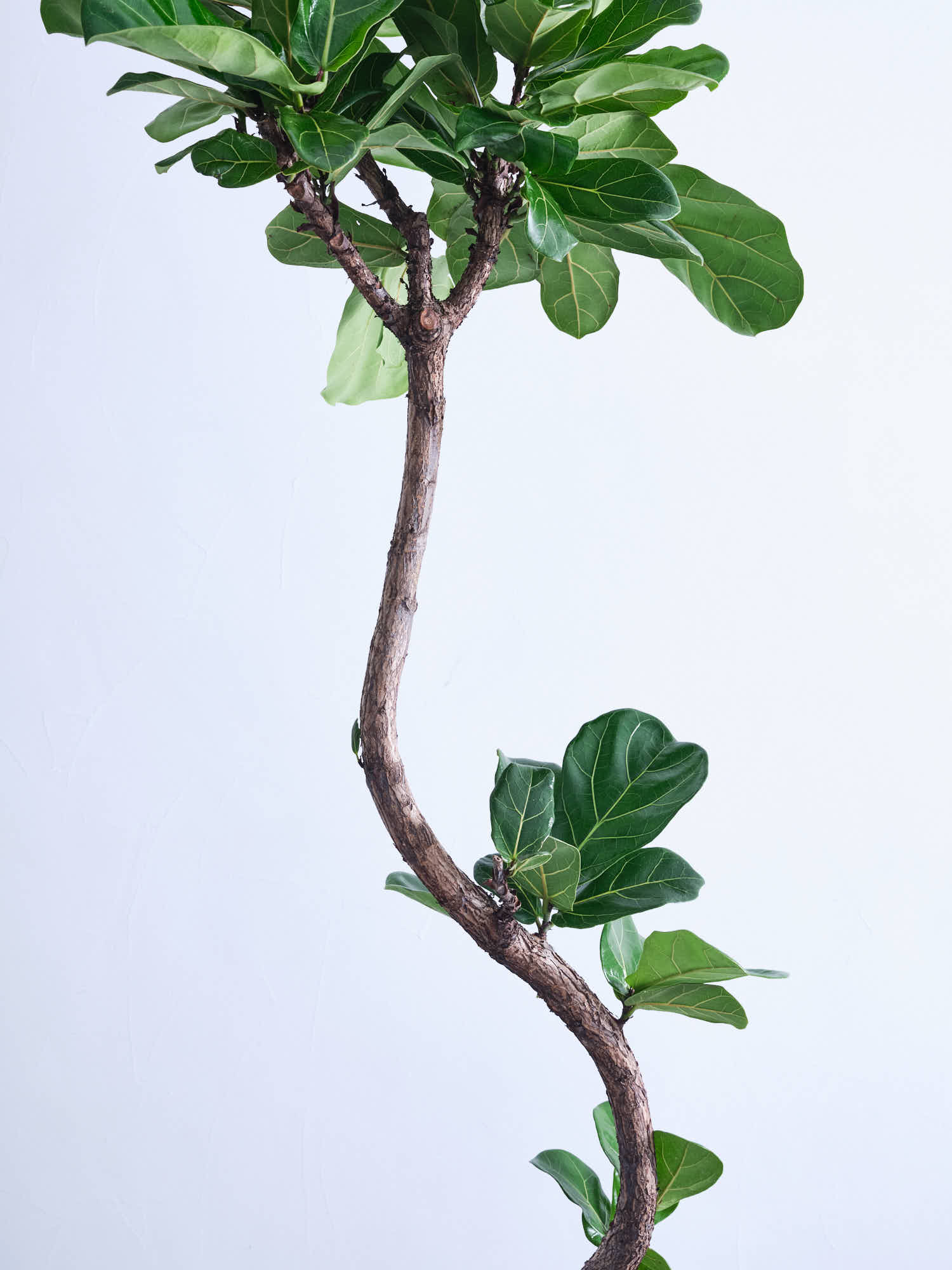 フィカス・リラータ・バンビーノ まがり XL | 観葉植物の通販 AND