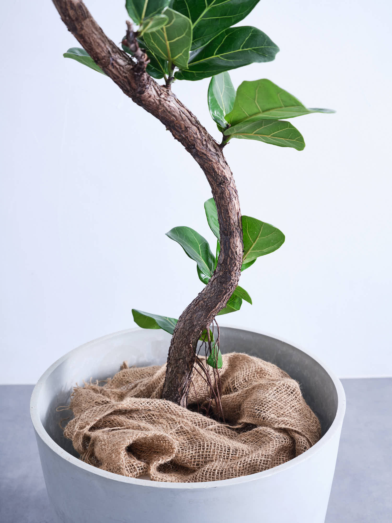 フィカス・リラータ・バンビーノ まがり XL | 観葉植物の通販 AND