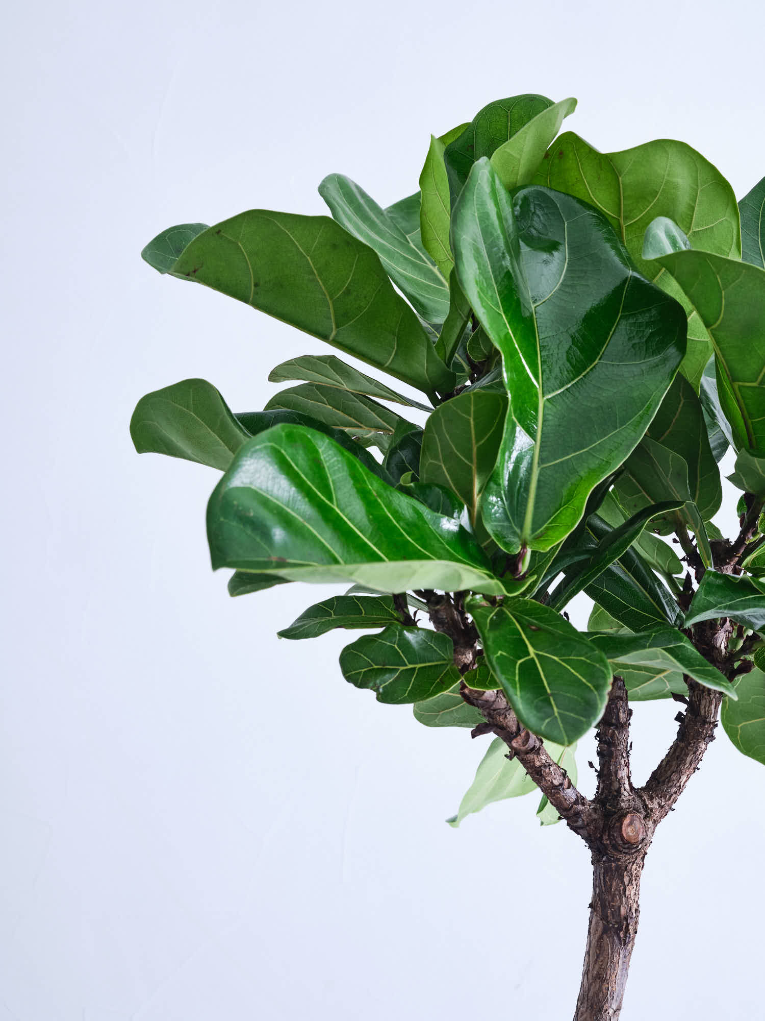 フィカス・リラータ・バンビーノ まがり XL | 観葉植物の通販 AND