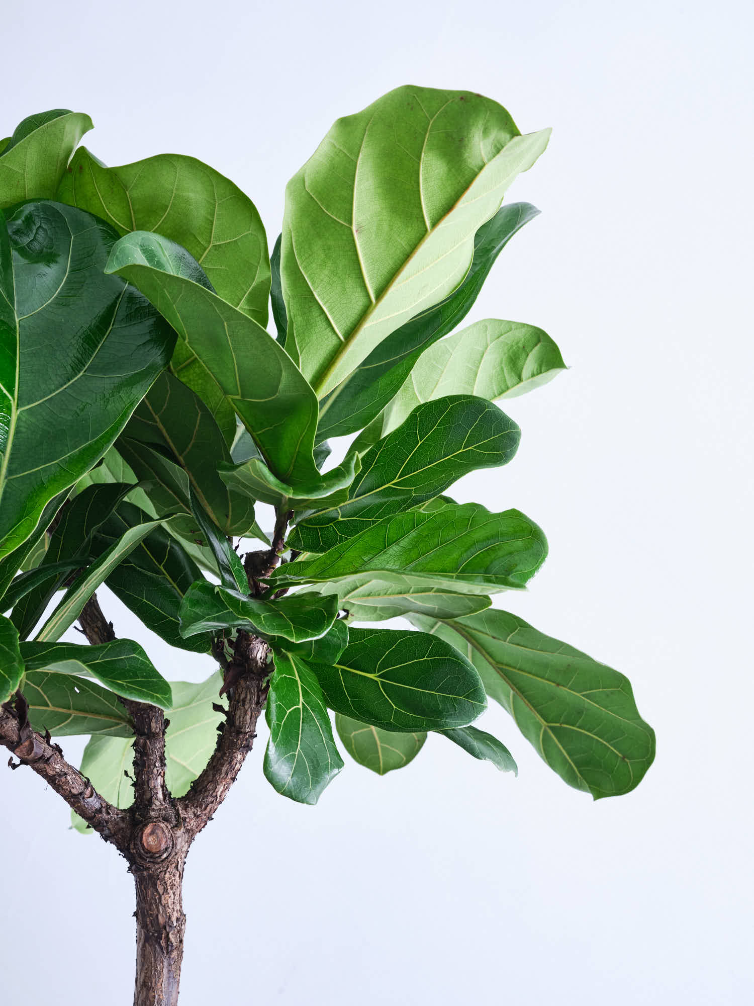 フィカス・リラータ・バンビーノ まがり XL | 観葉植物の通販 AND