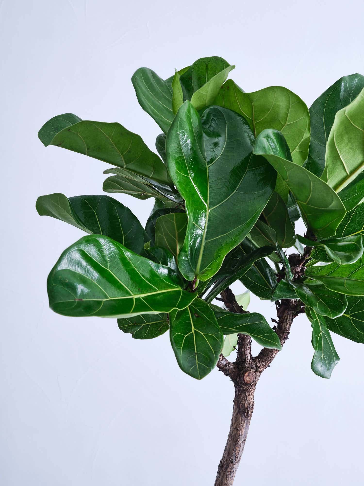 フィカス・リラータ・バンビーノ まがり XL | 観葉植物の通販 AND