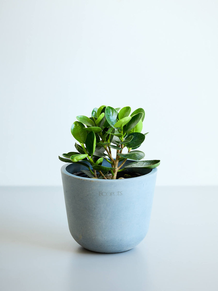 パンダガジュマル | 観葉植物の通販 AND PLANTS (アンドプランツ)