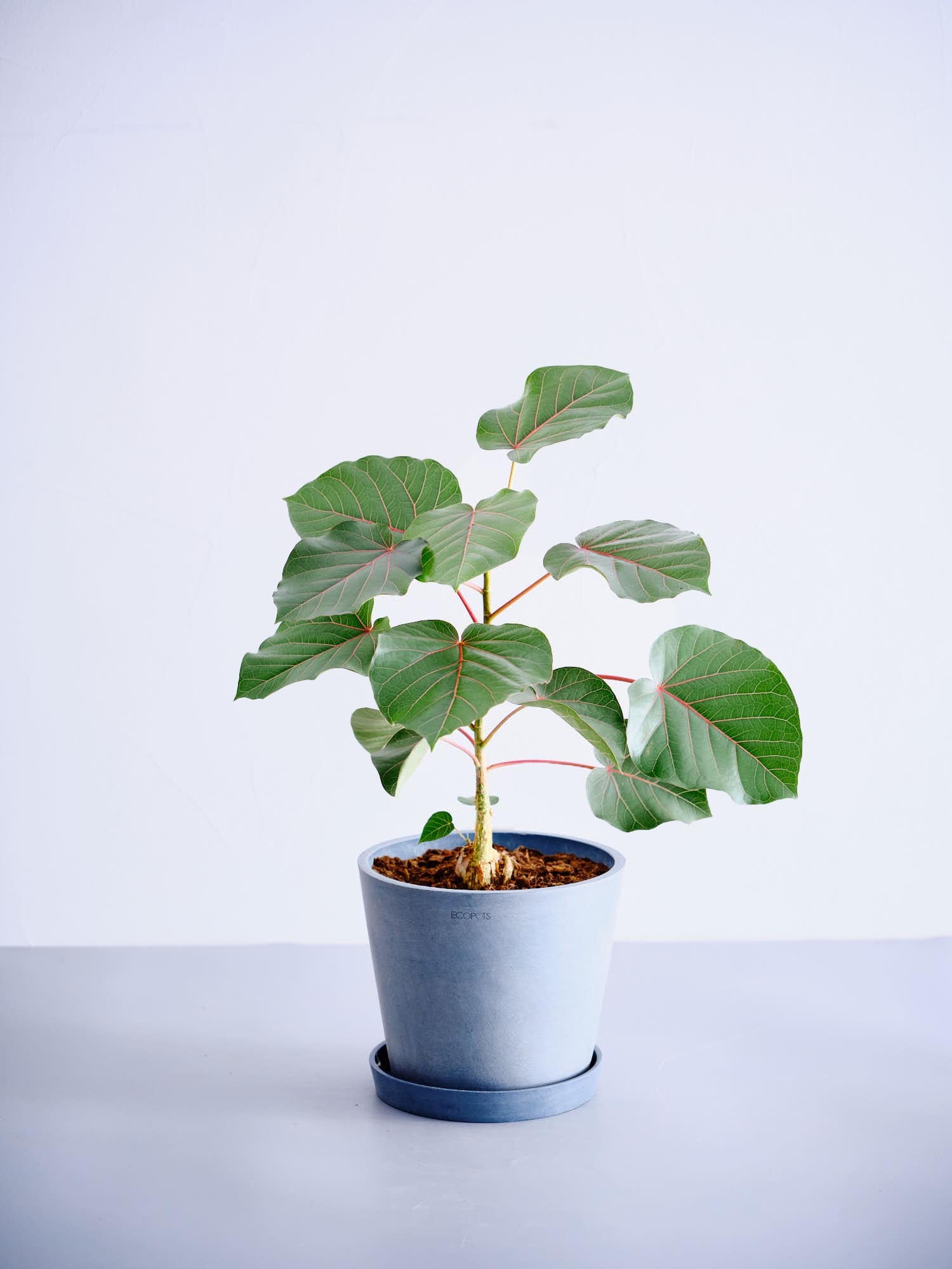 フィカス・ペティオラリス | 観葉植物の通販 AND PLANTS (アンドプランツ)