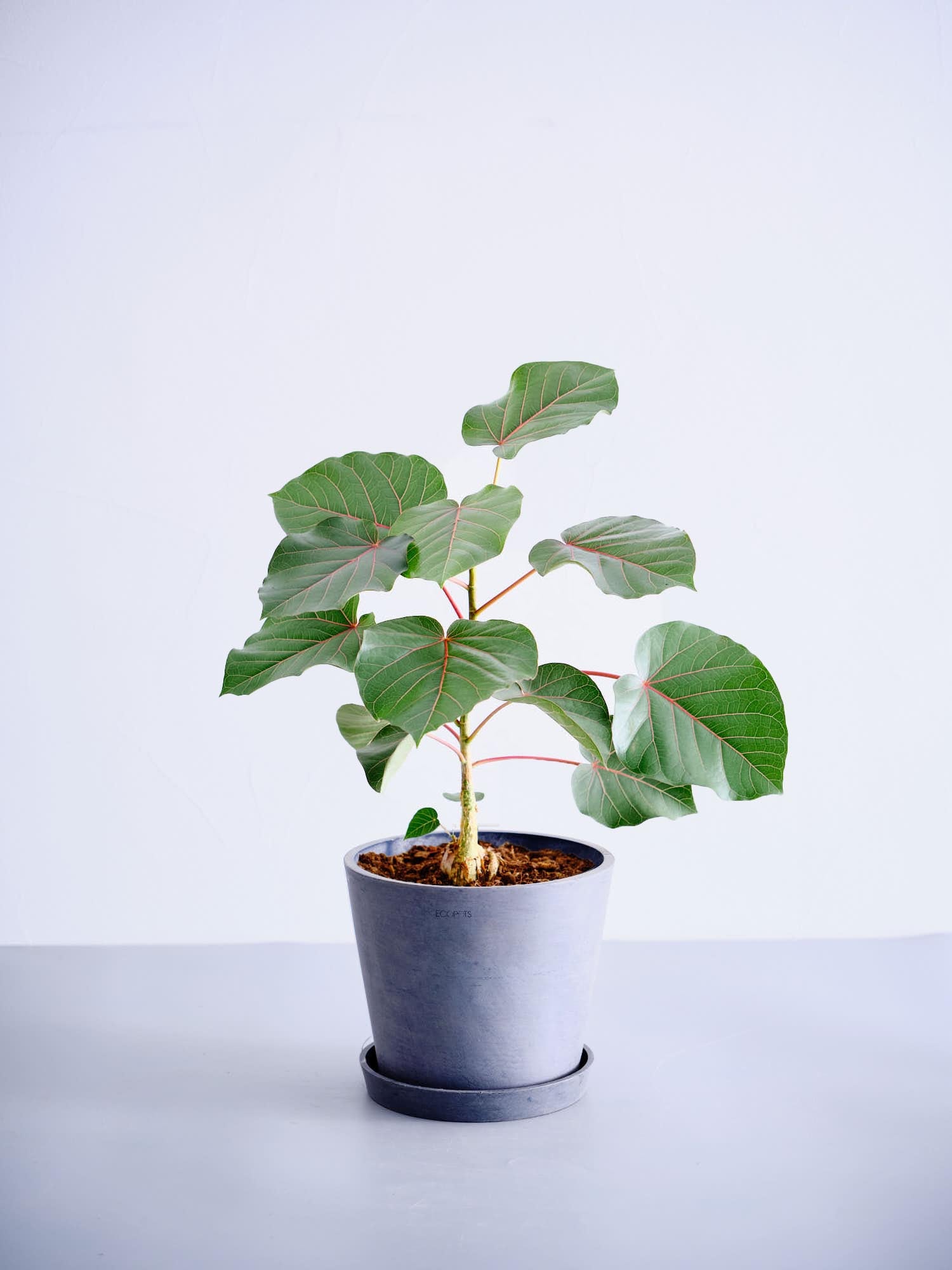 フィカス（ゴムの木） | 観葉植物の通販 AND PLANTS (アンドプランツ)