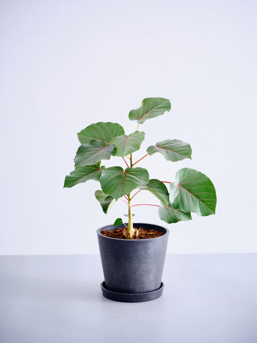 フィカス・ペティオラリス | 観葉植物の通販 AND PLANTS (アンドプランツ)
