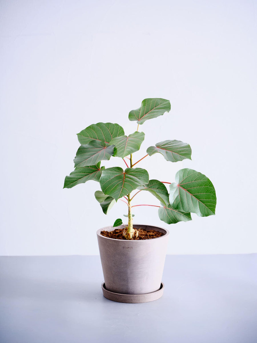 【特大】フィカス ペティオラリス 約50〜60cm 発根済み 現品 フィカス・ペティオラリス | 観葉植物の通販 AND PLANTS (アンドプランツ)