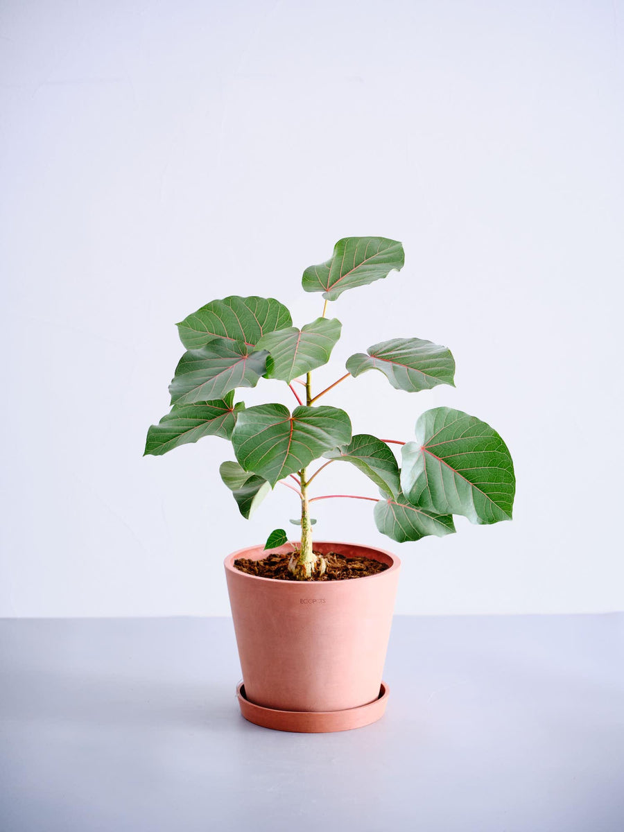 フィカス・ペティオラリス | 観葉植物の通販 AND PLANTS (アンドプランツ)