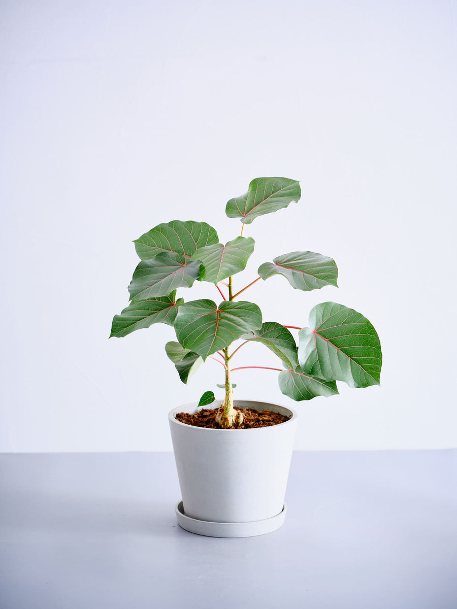 フィカス・ペティオラリス | 観葉植物の通販 AND PLANTS (アンドプランツ)