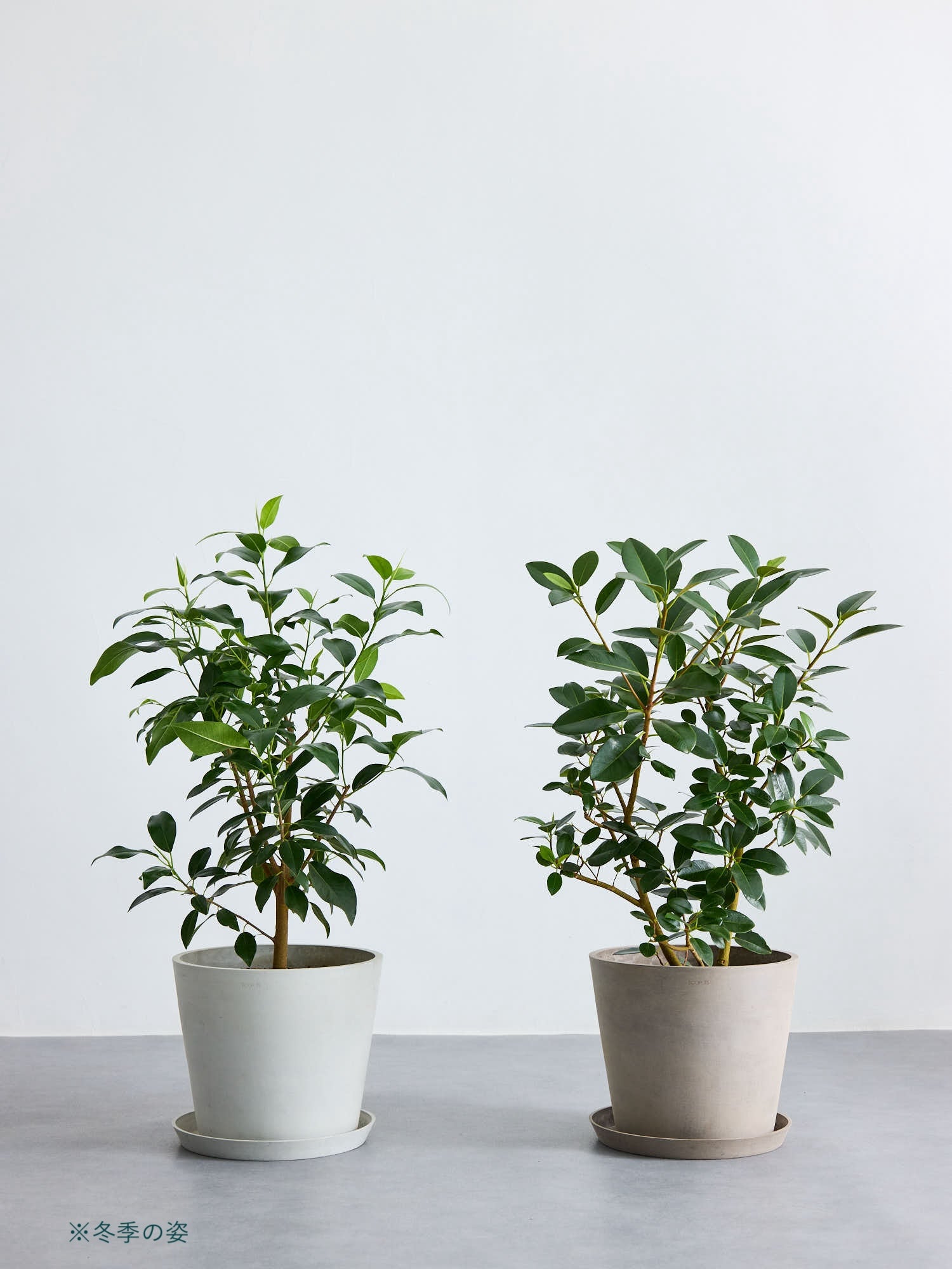 観葉植物ゴムの木 楽天市場】植物 7号 ゴムの木の通販