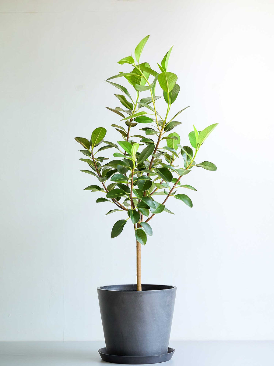 フランスゴムの木 ノーマル | 観葉植物の通販 AND PLANTS (アンドプランツ)