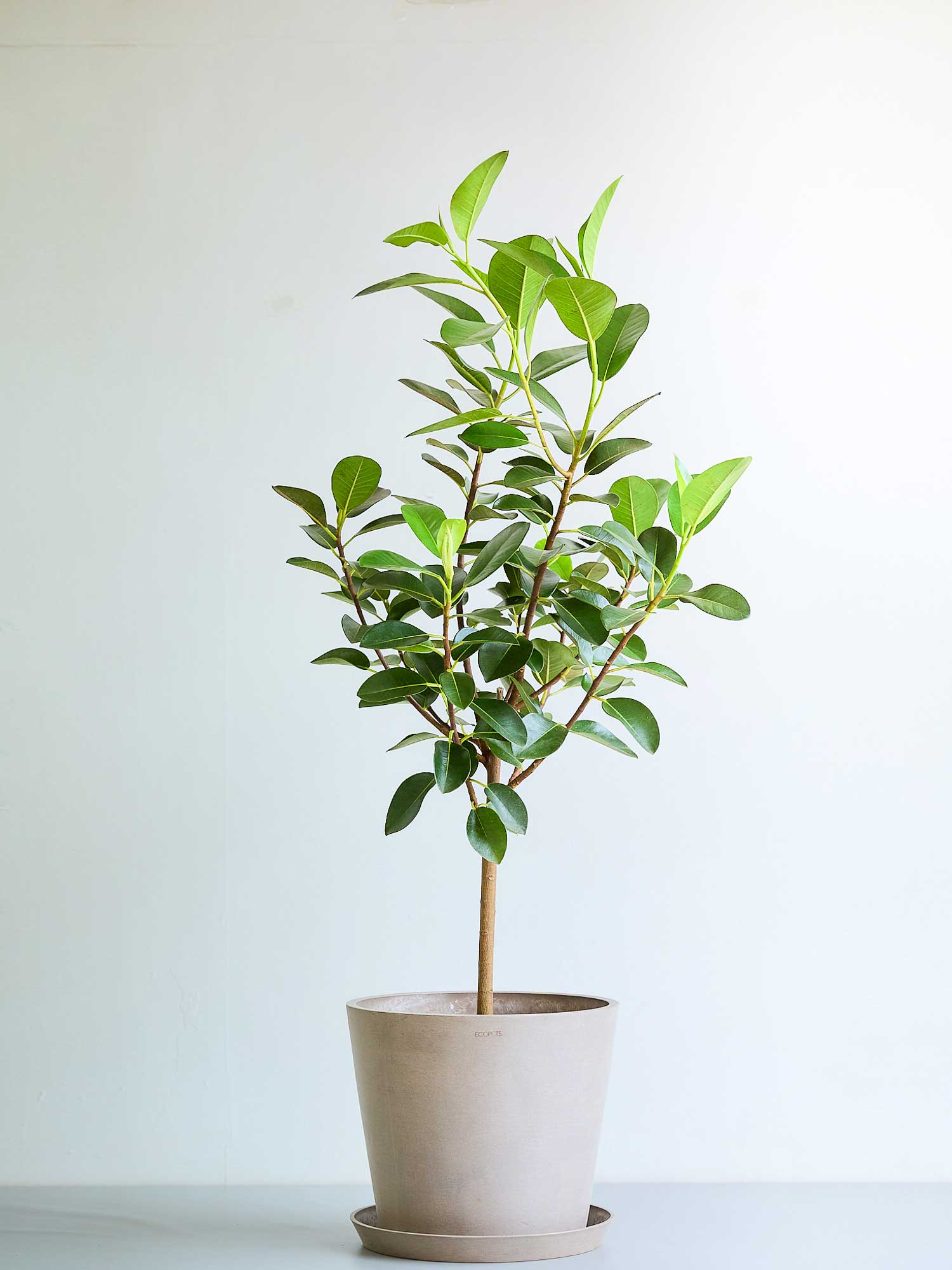 フィカス（ゴムの木） | 観葉植物の通販 AND PLANTS (アンドプランツ)