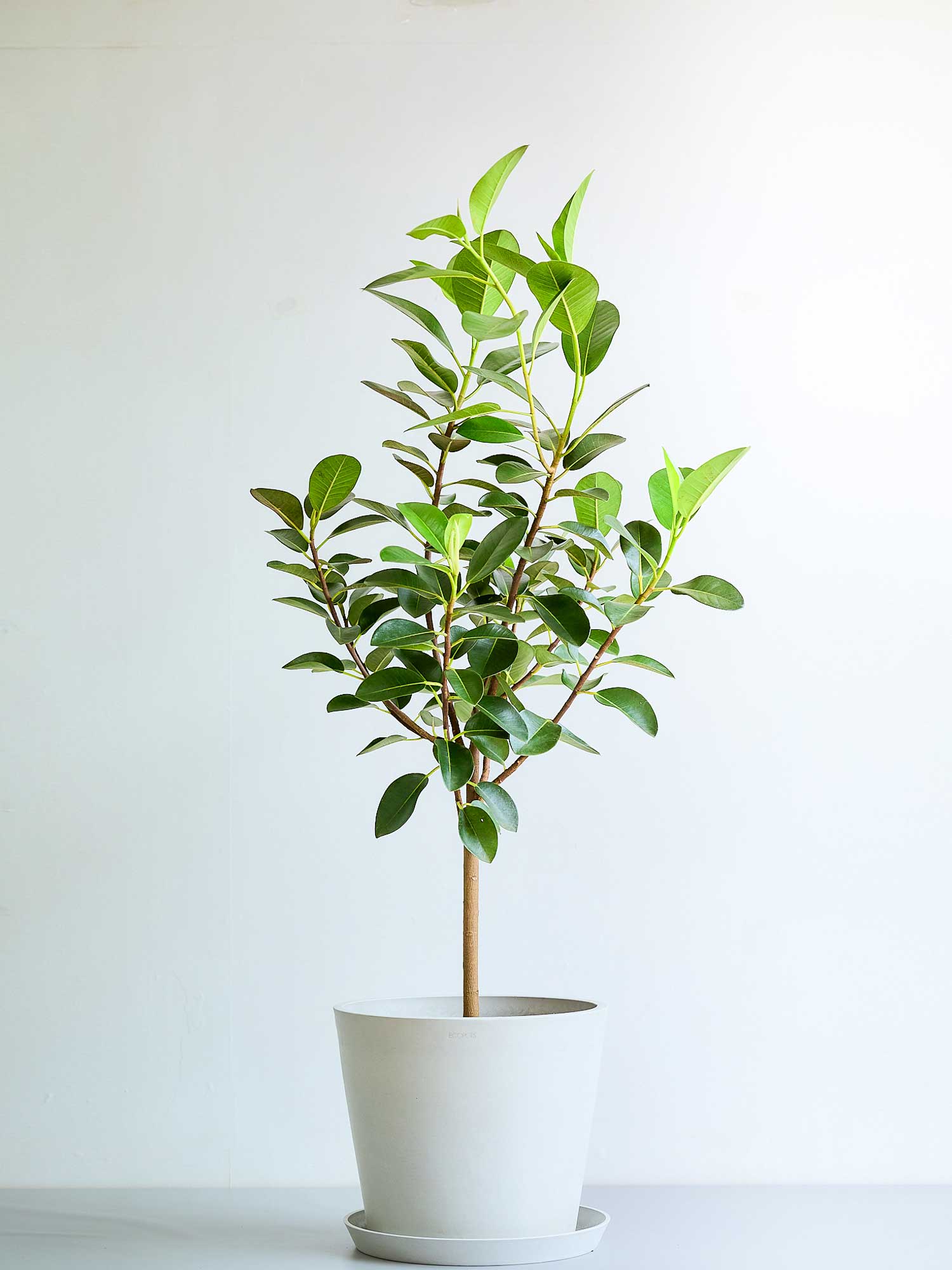 フランスゴムの木 L | 観葉植物の通販 AND PLANTS (アンドプランツ)