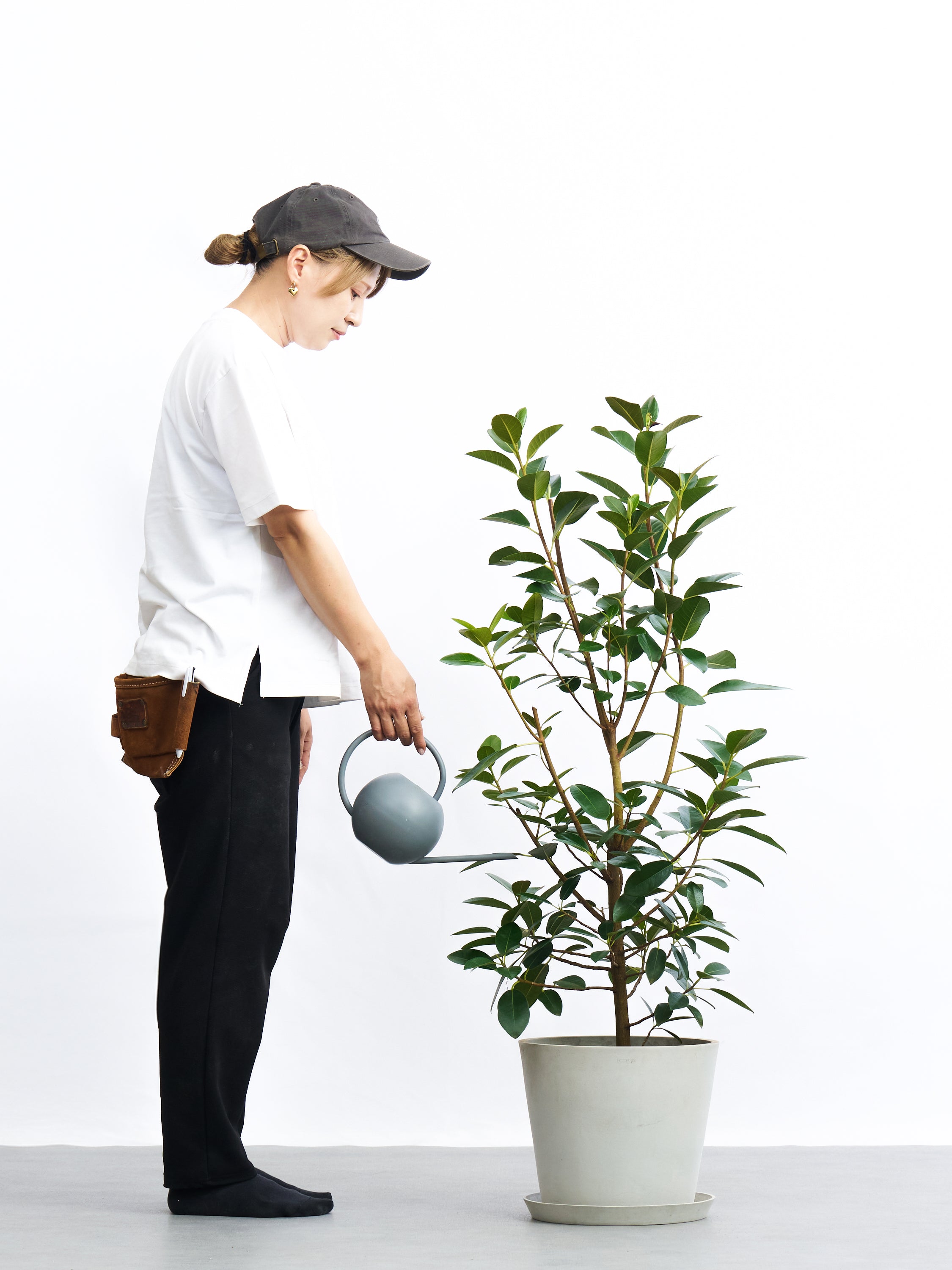 フランスゴム（サンプル） フランスゴムの木 L | 観葉植物の通販 AND