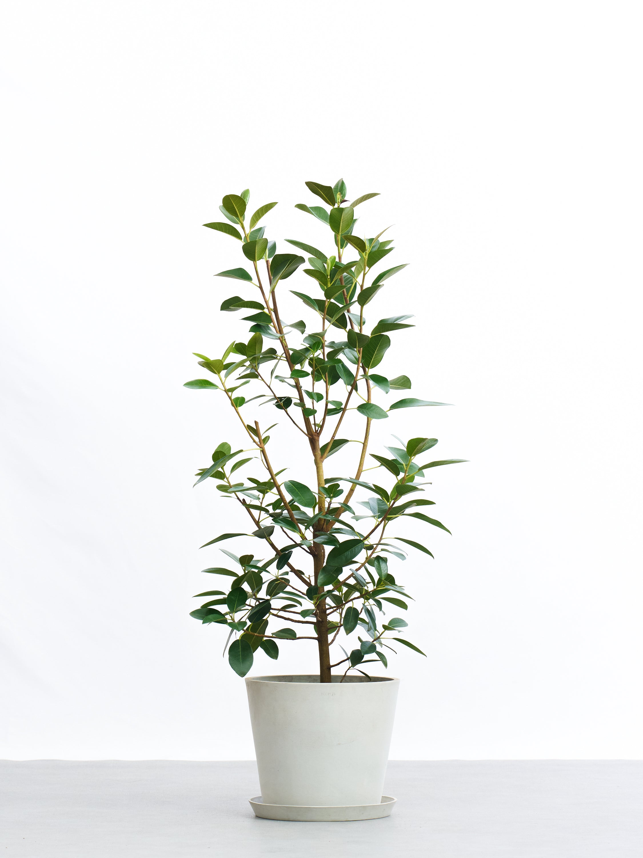 フランスゴムの木 L | 観葉植物の通販 AND PLANTS (アンドプランツ)