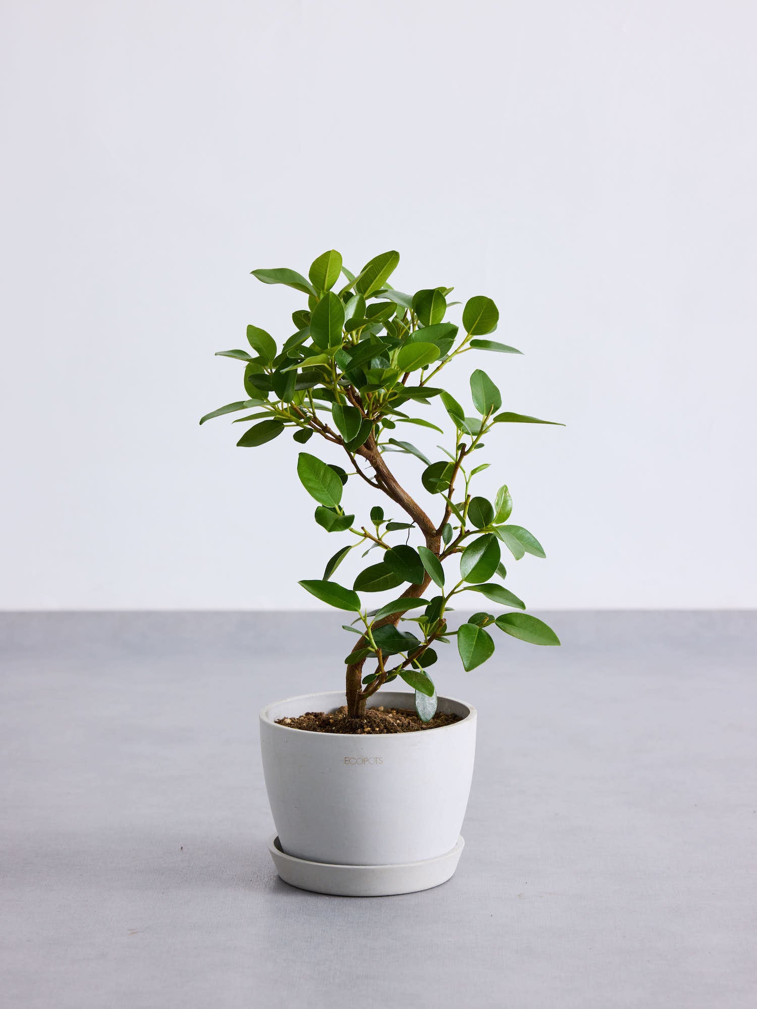 フランスゴムの木 まがり Table-L | 観葉植物の通販 AND PLANTS