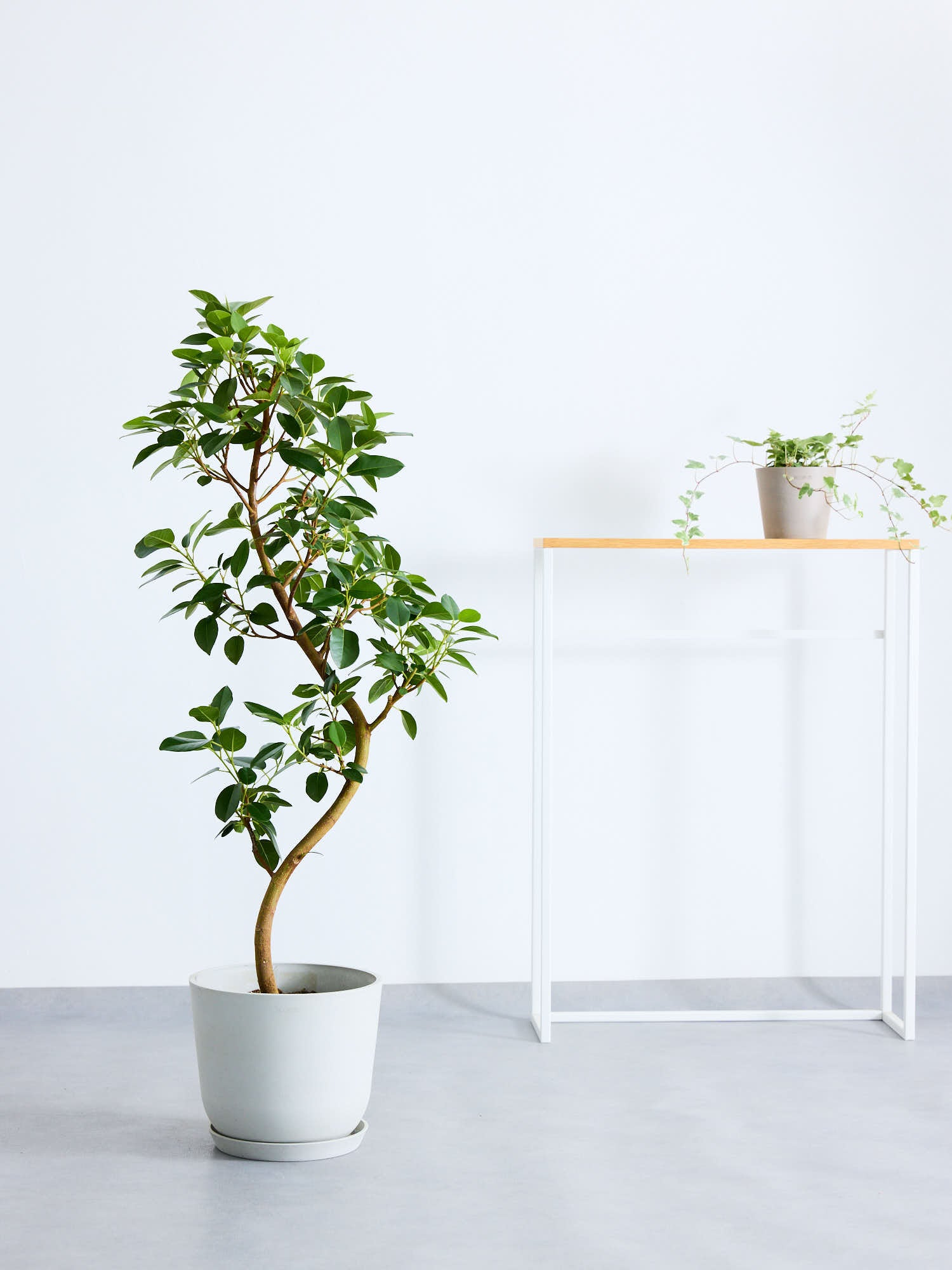 フランスゴムの木 まがり M | 観葉植物の通販 AND PLANTS (アンドプランツ)