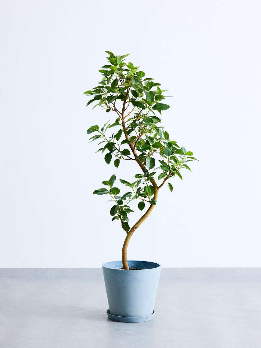 フランスゴムの木 まがり | 観葉植物の通販 AND PLANTS (アンドプランツ)