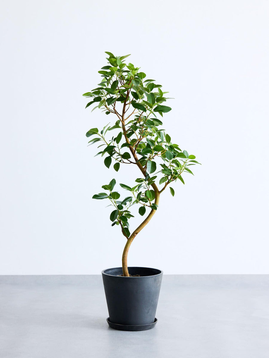 フィカス（ゴムの木） | 観葉植物の通販 AND PLANTS (アンドプランツ)
