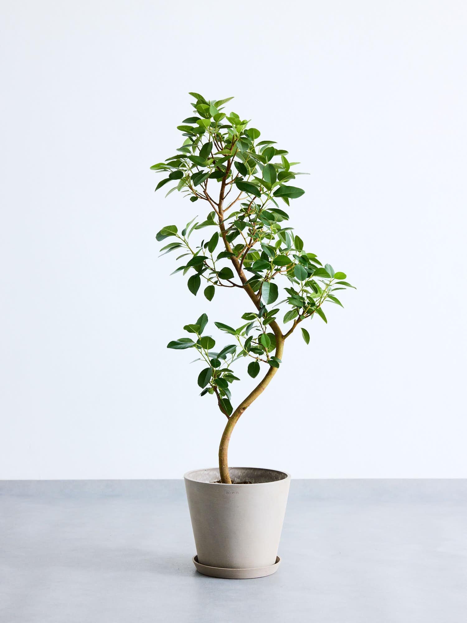 フランスゴムの木 まがり M | 観葉植物の通販 AND PLANTS (アンドプランツ)