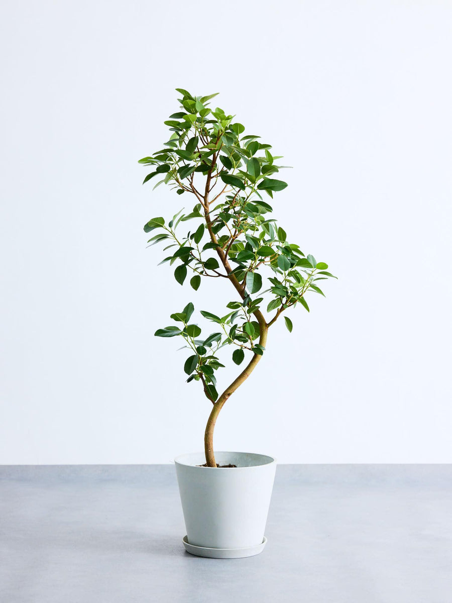 フランスゴムの木 まがり | 観葉植物の通販 AND PLANTS (アンドプランツ)