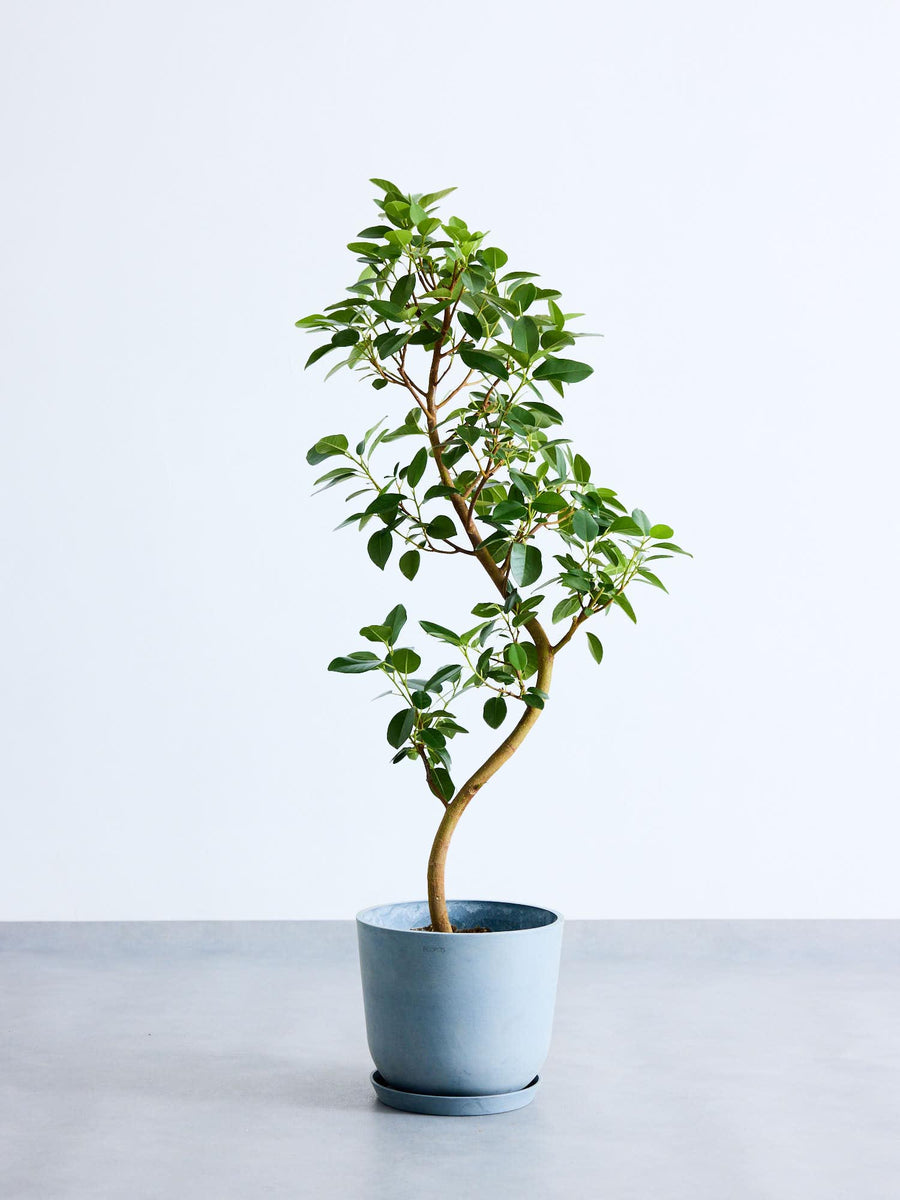 フランスゴムの木 8号 | 観葉植物の通販 AND PLANTS (アンドプランツ)
