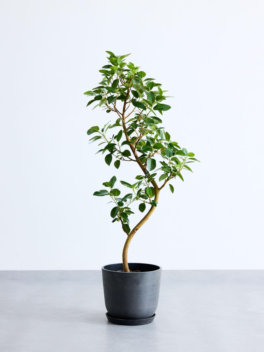 フィカス（ゴムの木） | 観葉植物の通販 AND PLANTS (アンドプランツ)