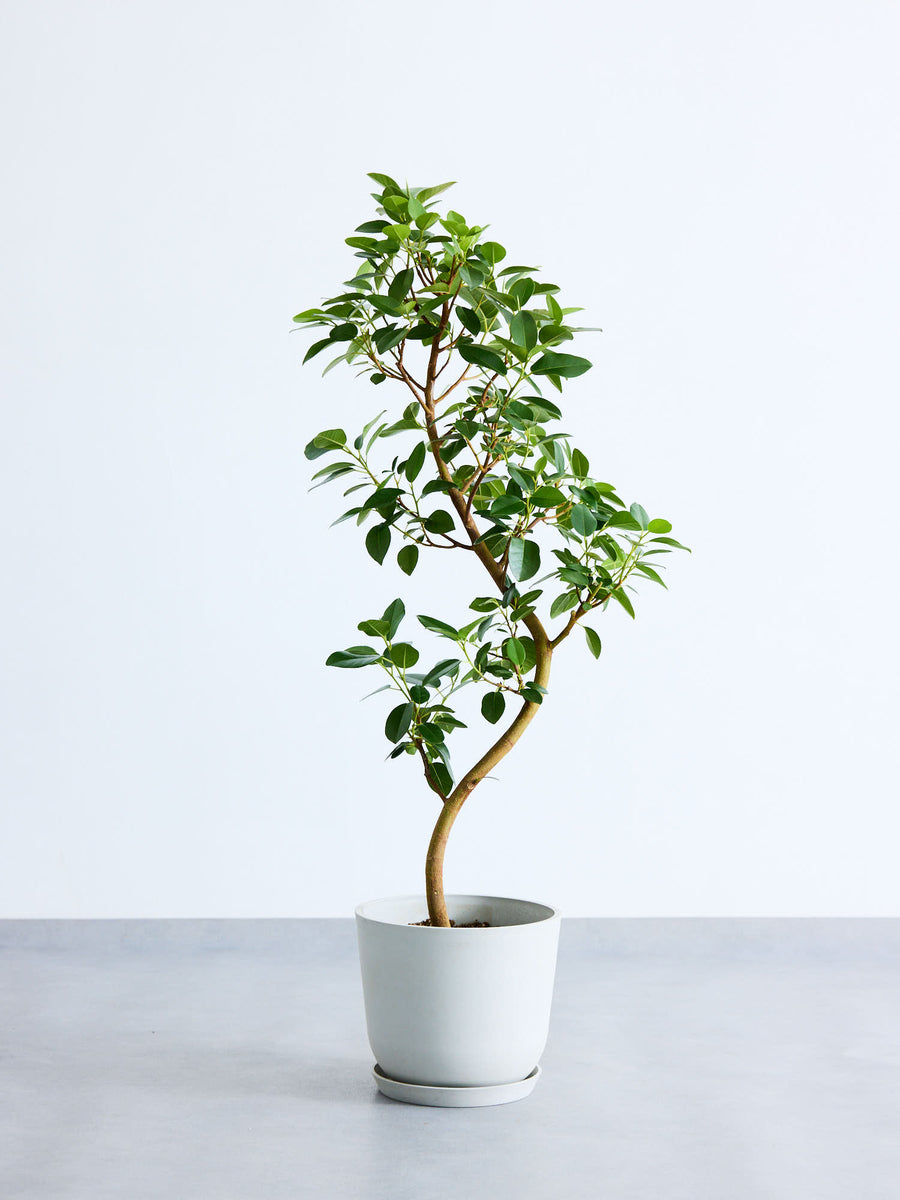 フランスゴム　リビングサイズ　高さ125cm 8号 フランスゴムの木 8号 | 観葉植物の通販 AND PLANTS (アンドプランツ)