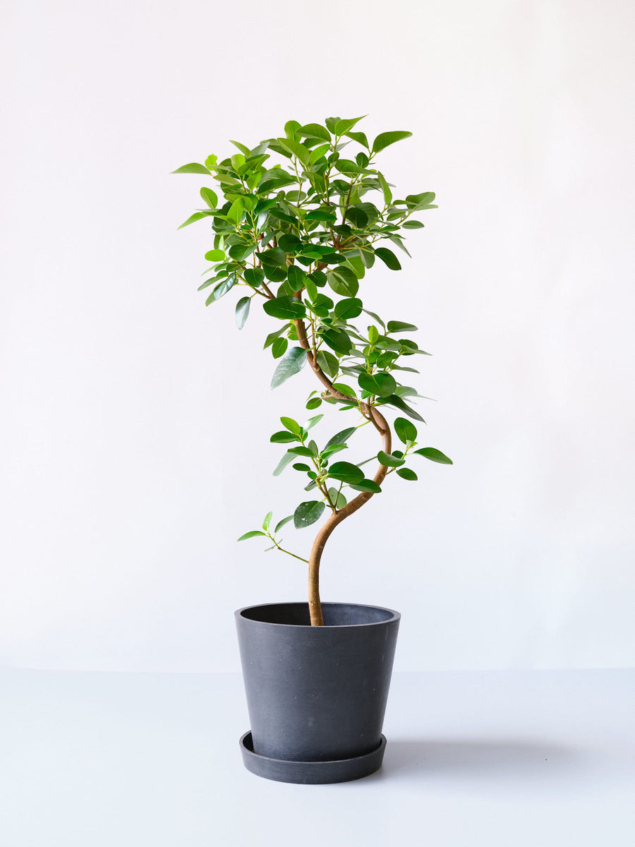 フランスゴムの木 6号 | 観葉植物の通販 AND PLANTS (アンドプランツ)