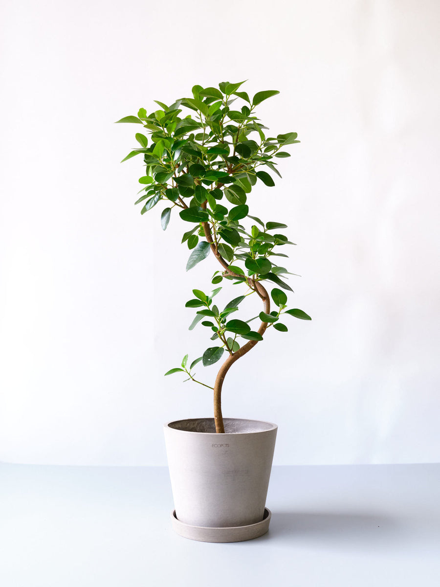 フランスゴム　リビングサイズ　no6 フランスゴムの木 6号 | 観葉植物の通販 AND PLANTS (アンドプランツ)