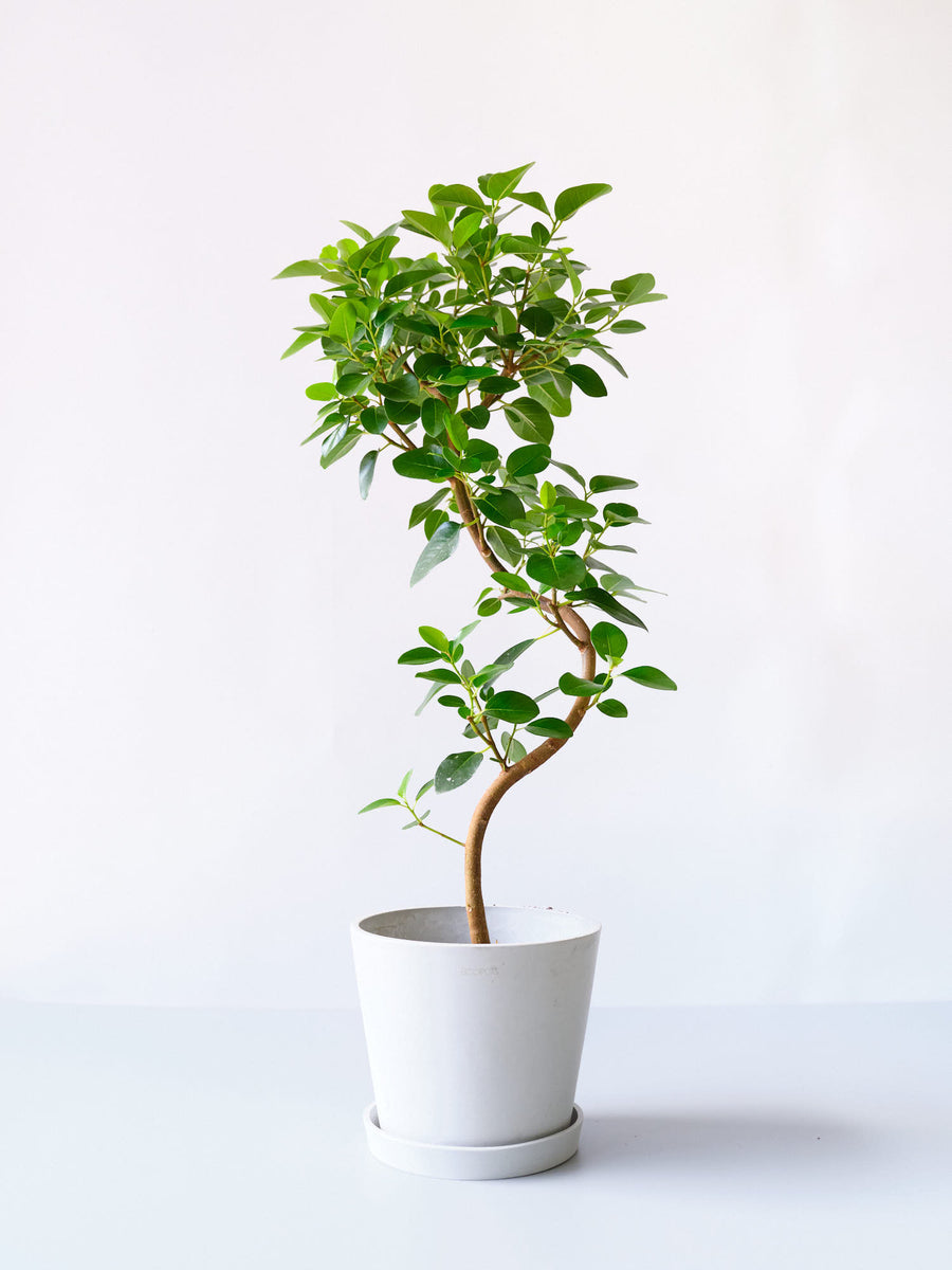 フランスゴムの木 6号 | 観葉植物の通販 AND PLANTS (アンドプランツ)