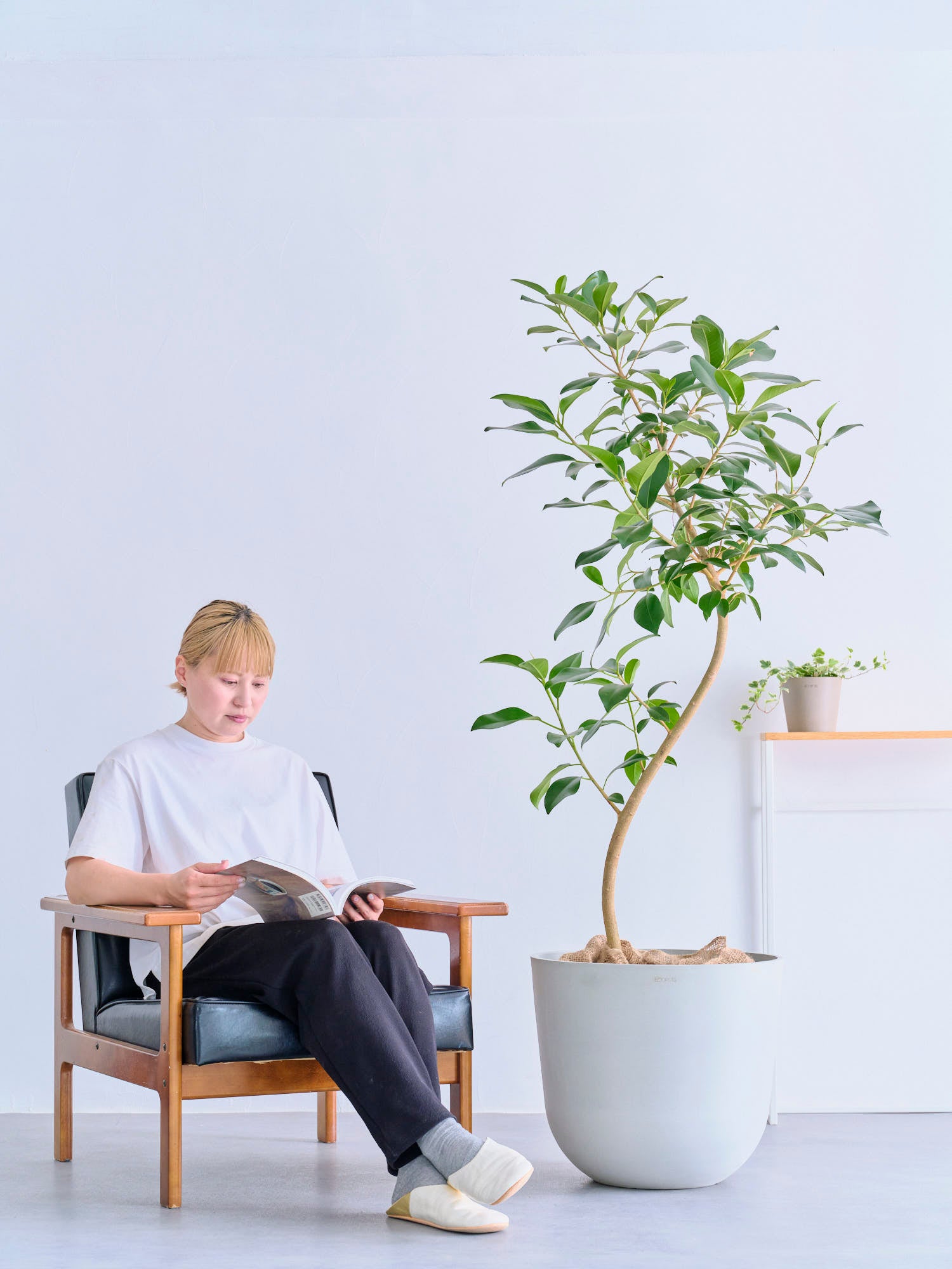 フランスゴムの木 まがり XL 【全国発送可能】 | 観葉植物の通販 AND