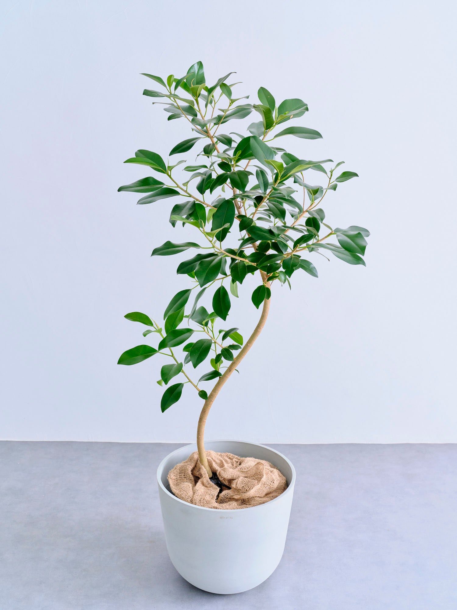 フランスゴムの木 まがり XL 【全国発送可能】 | 観葉植物の通販 AND