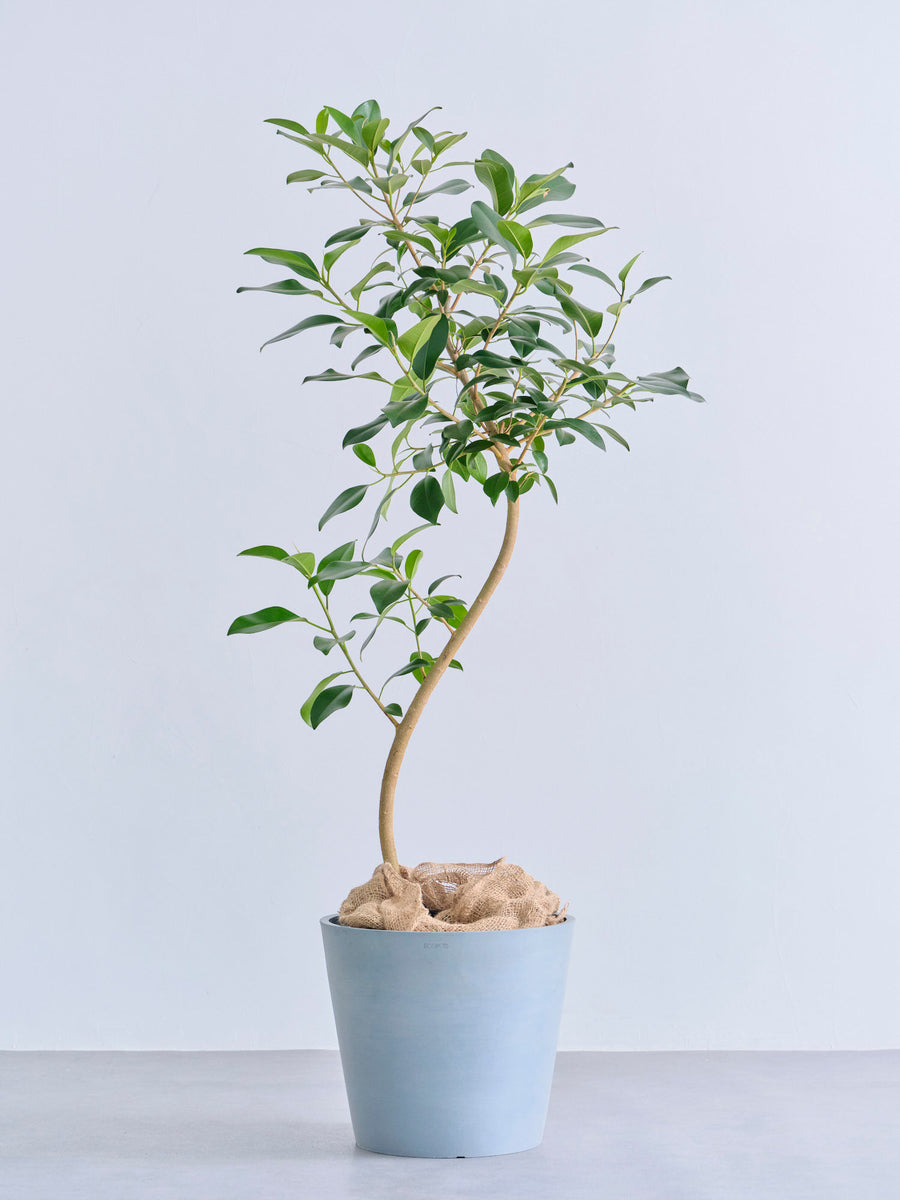 フランスゴムの木 まがり | 観葉植物の通販 AND PLANTS (アンドプランツ)