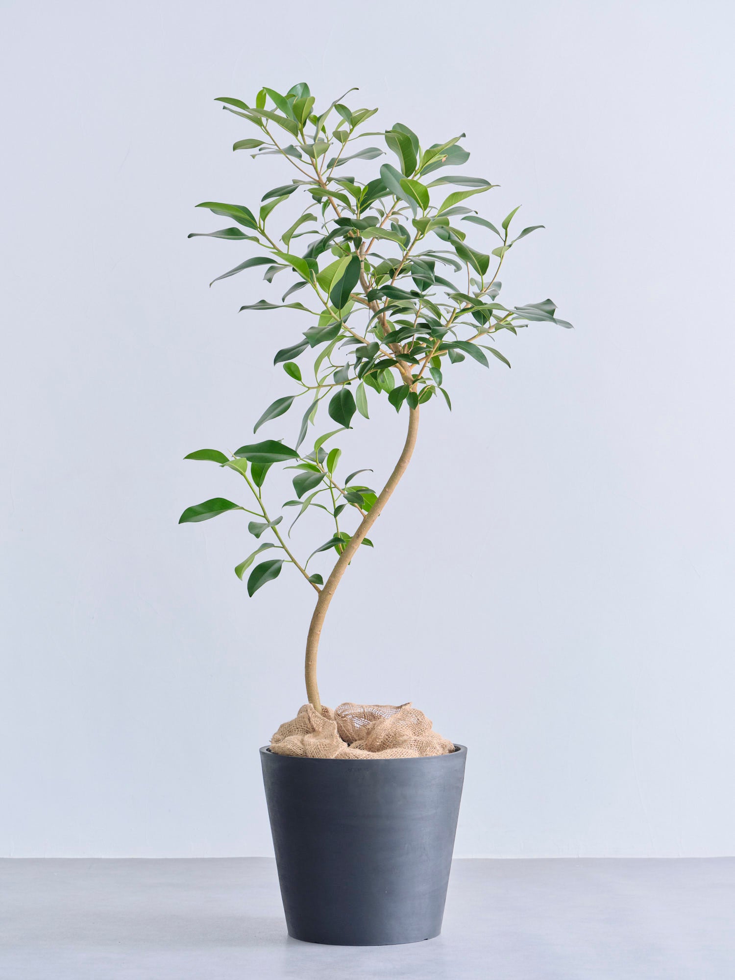 フランスゴムの木 まがり XL 【全国発送可能】 | 観葉植物の通販 AND