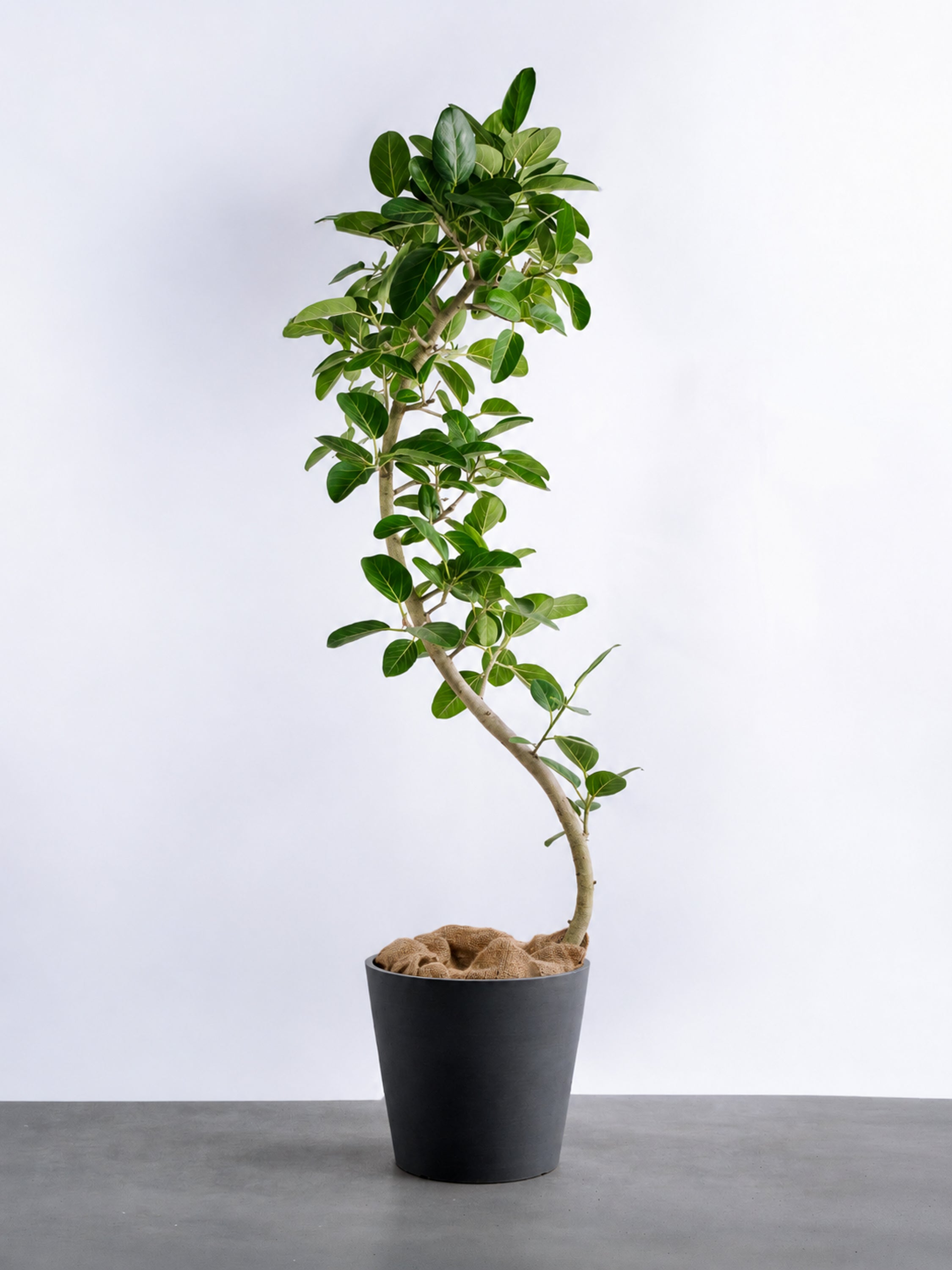 フィカス・ベンガレンシス まがり XL 【首都圏限定】 | 観葉植物の通販