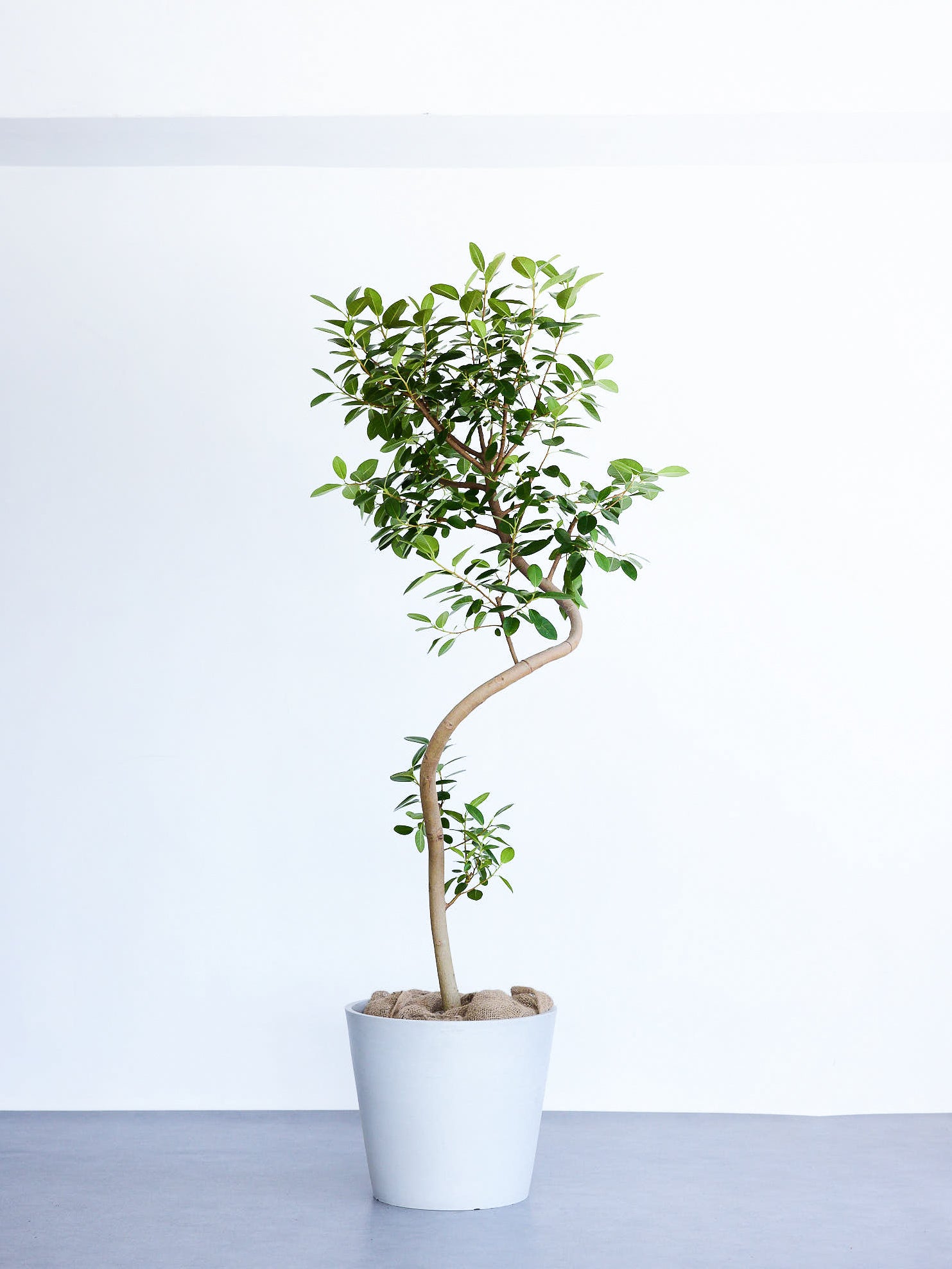 観葉植物ゴムの木 人気の観葉植物、ゴムの木の特徴と育て方を解説！｜ELLE DECOR