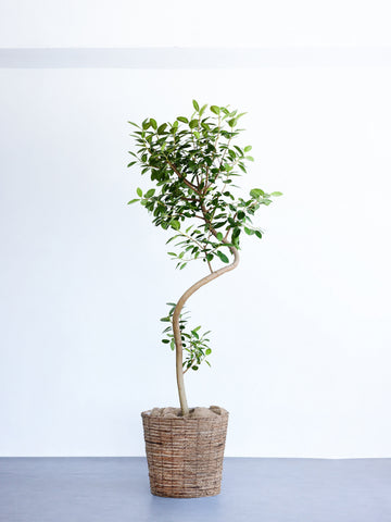 フランスゴムの木 まがり  XL【首都圏限定】  (バナナリーフバスケット ブラウン)