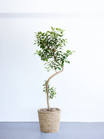 フランスゴムの木 まがり  XL【首都圏限定】  (バナナリーフバスケット ナチュラル)